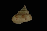 藏品(腰帶鐘螺)的圖片